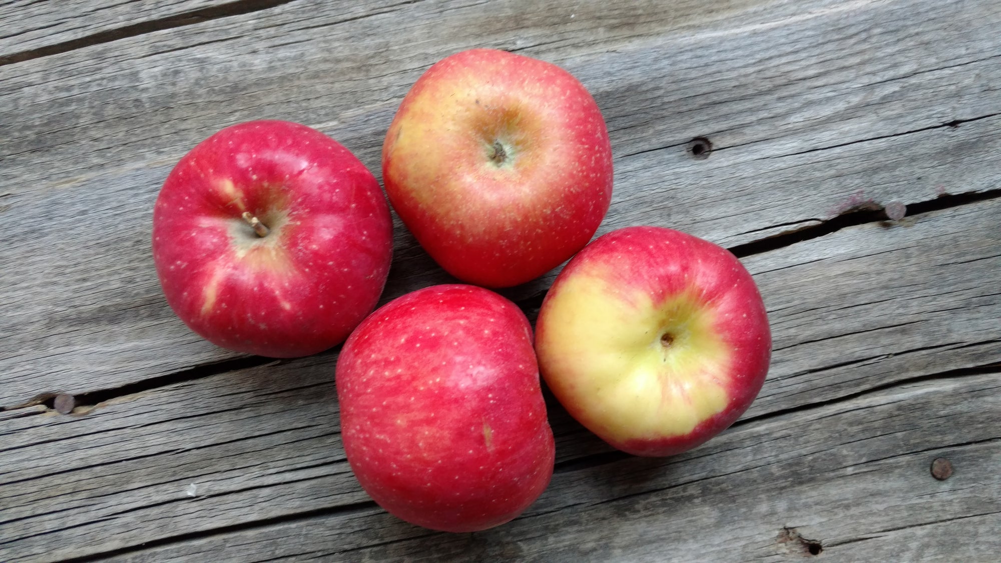 Bonnie's Apples: Keepsake (/lb)