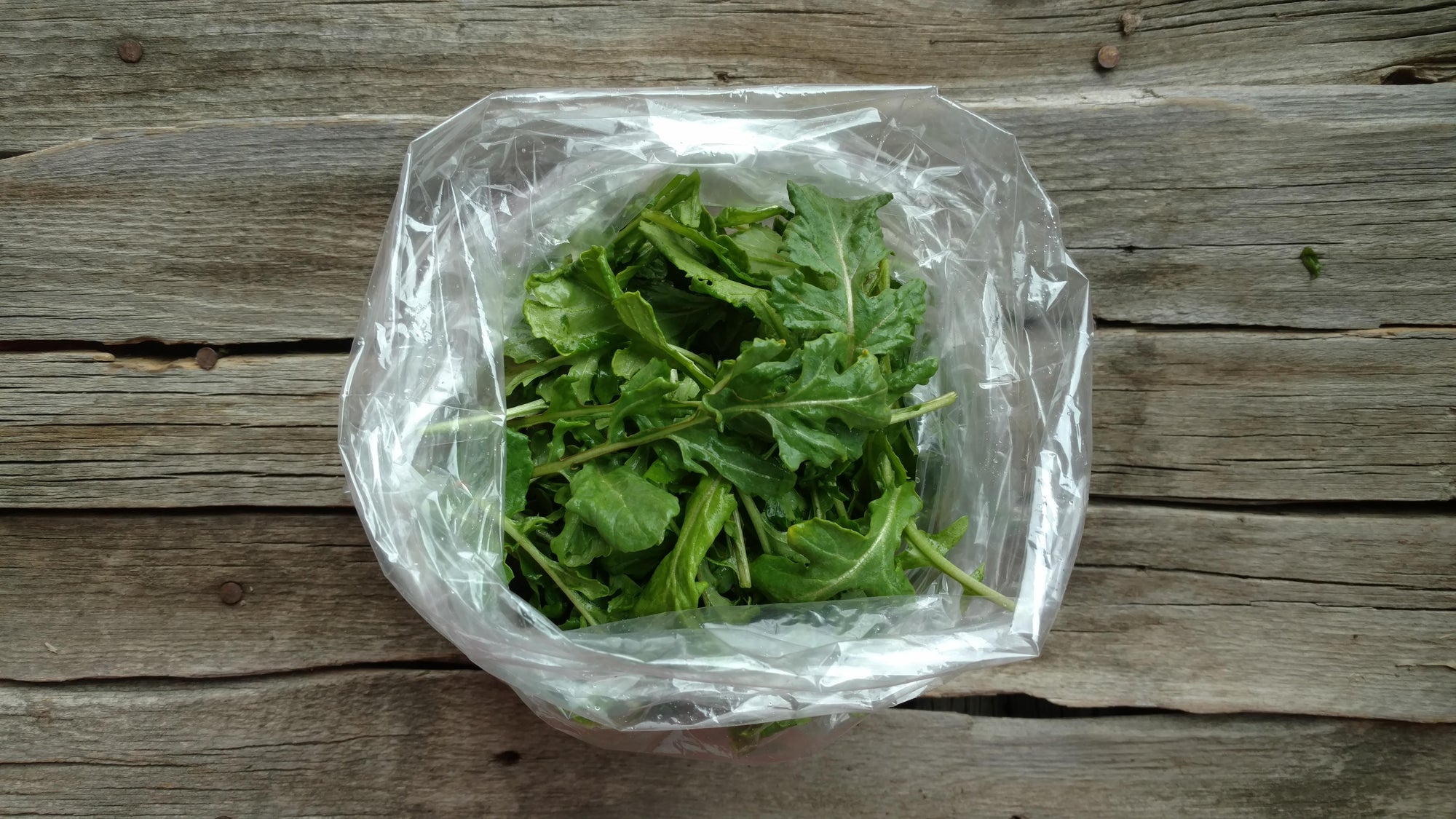 Zach's Arugula (/8oz)