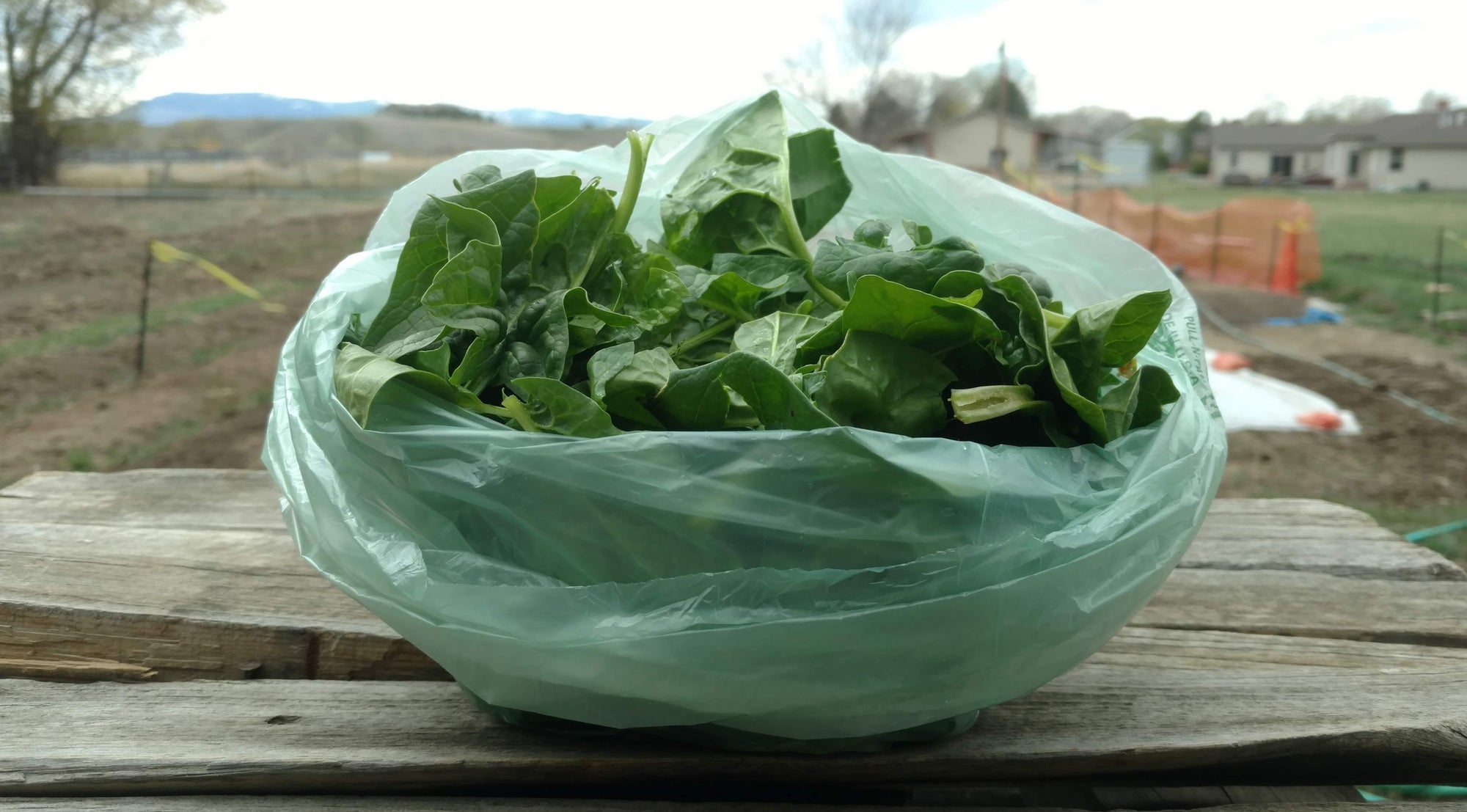 Zach's Spinach (/8oz or 16 oz bag)