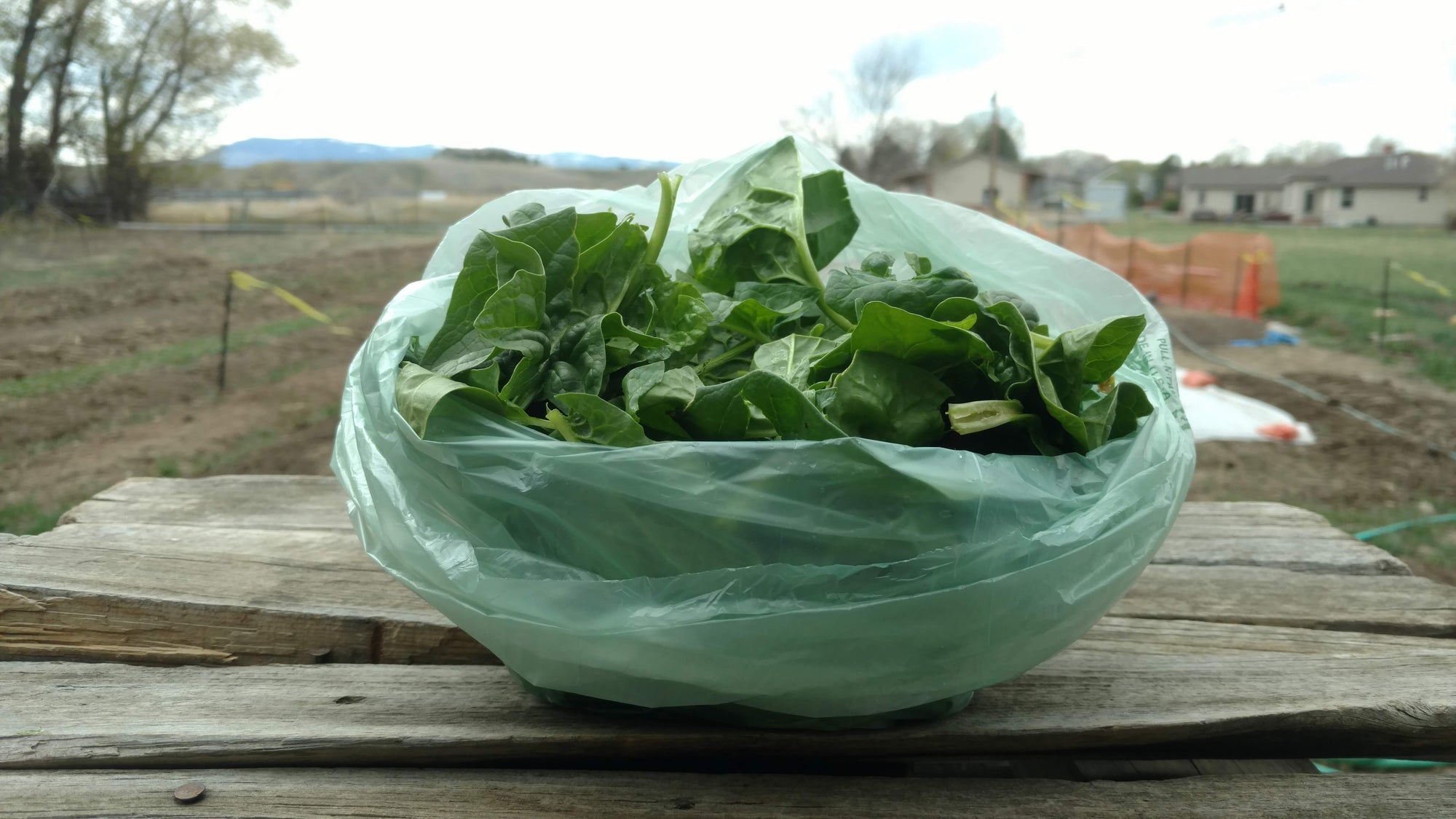 Zach's Spinach (/8oz or 16 oz bag)