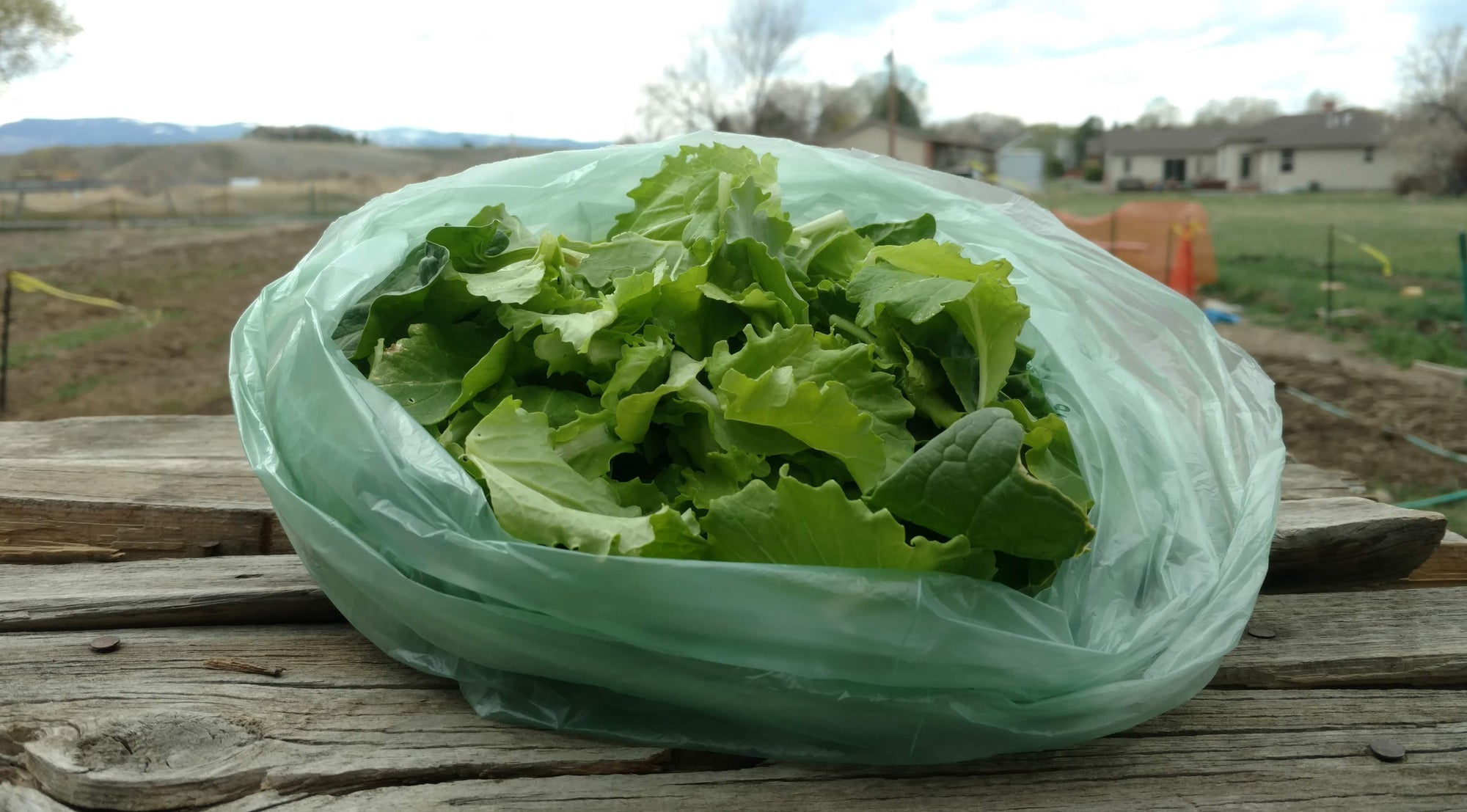 Zach's Salad Mix (/8oz or 16oz)