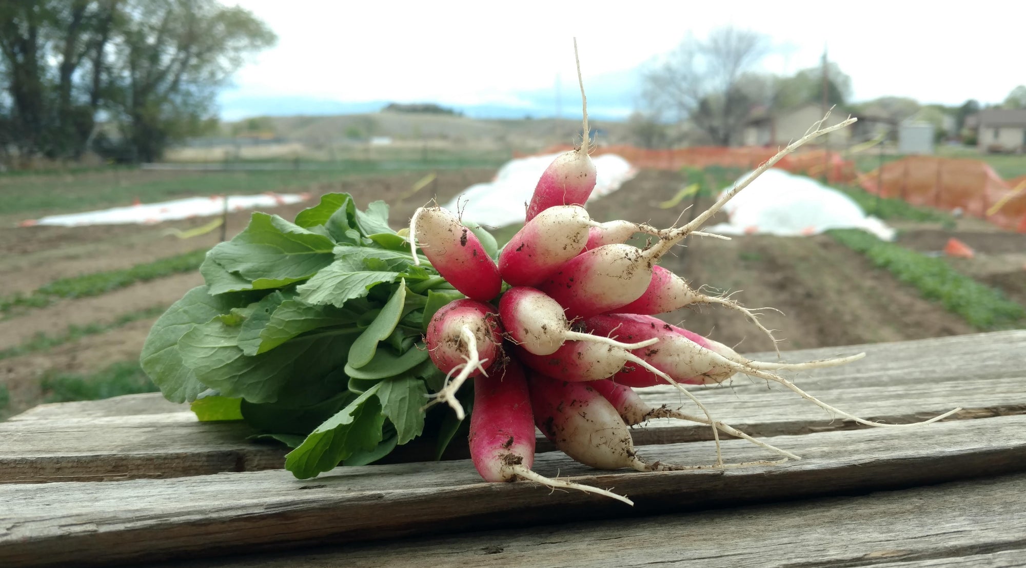Zach's French Breakfast Radishes (/bunch)