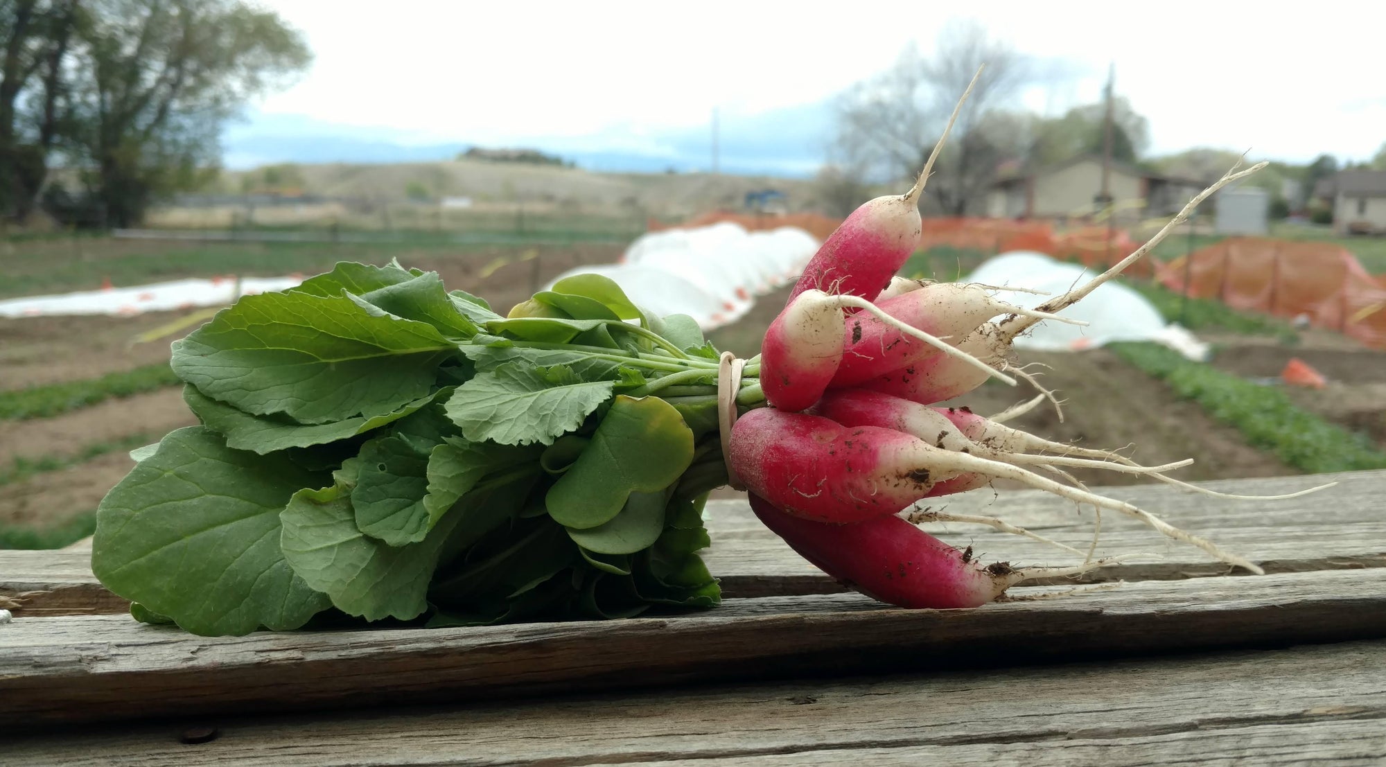 Zach's French Breakfast Radishes (/bunch)