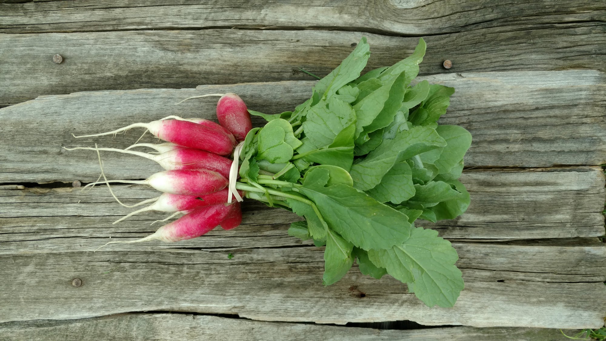Zach's French Breakfast Radishes (/bunch)