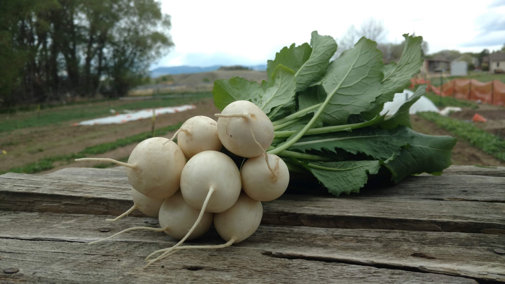 Zach's Salad Turnips (/bunch)