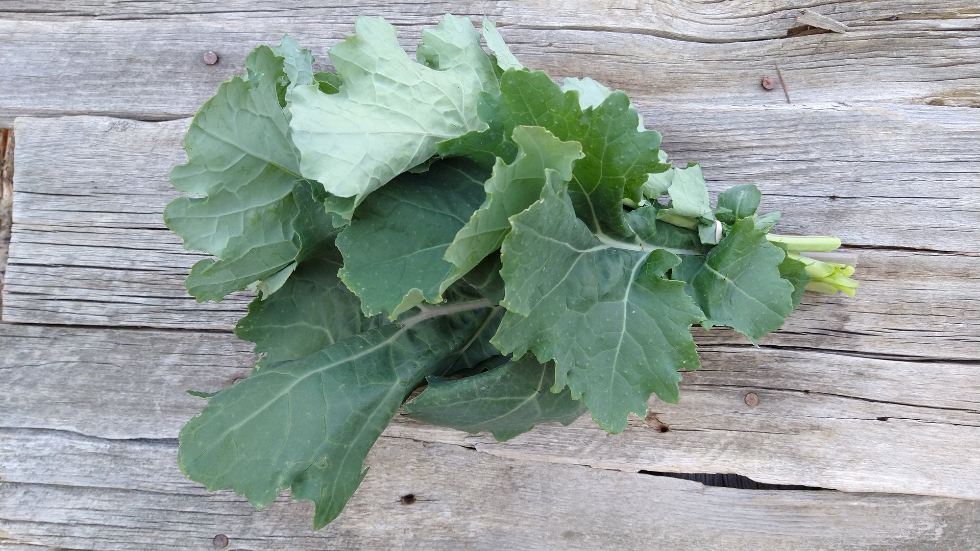 Zach's Kale (/bunch)