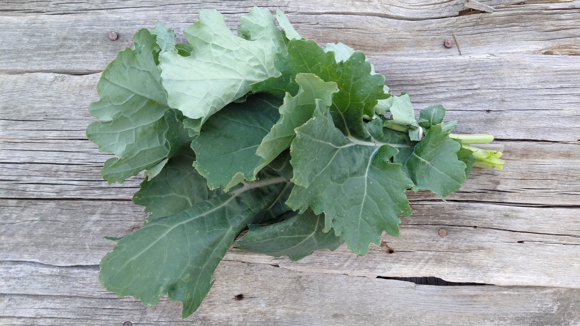 Zach's Kale (/bunch)