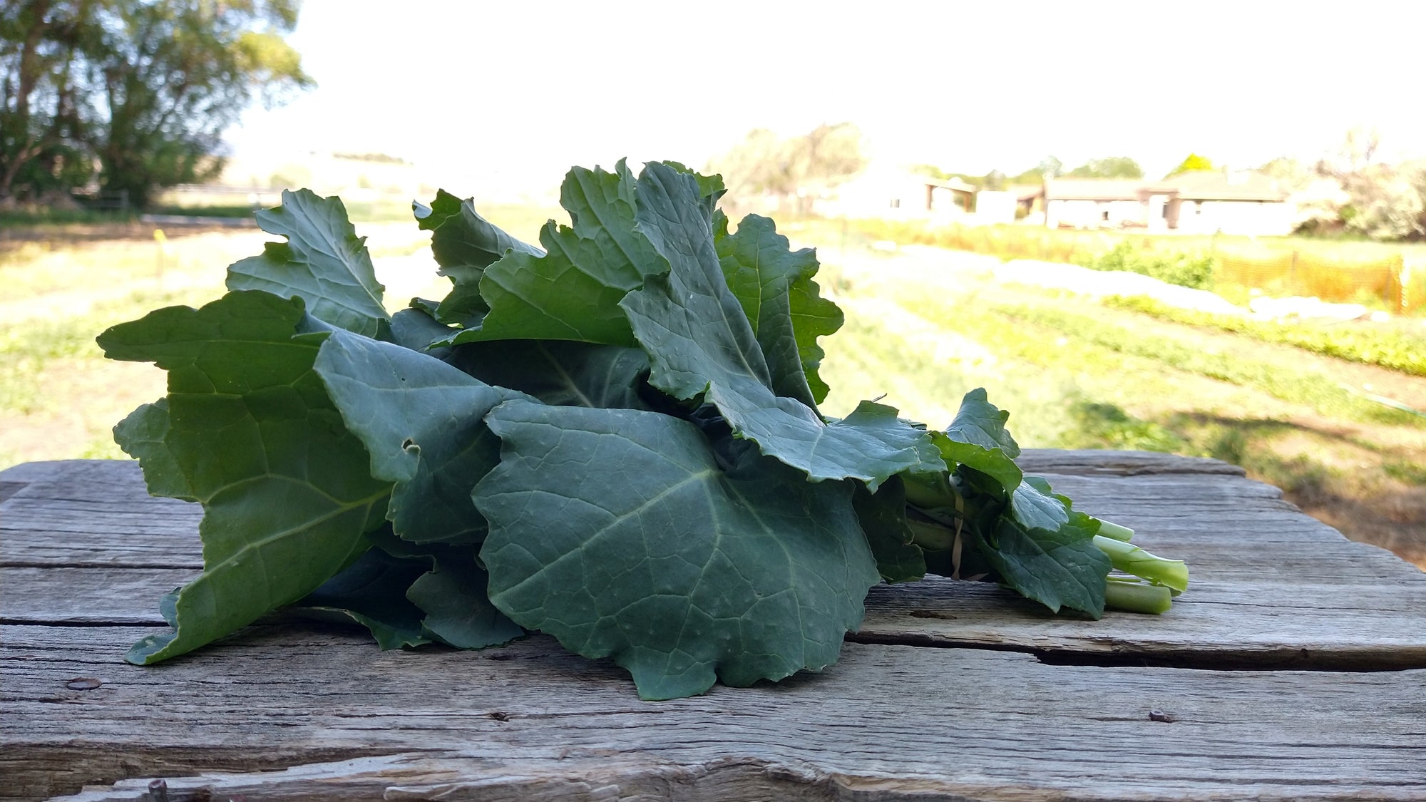 Zach's Kale (/bunch)