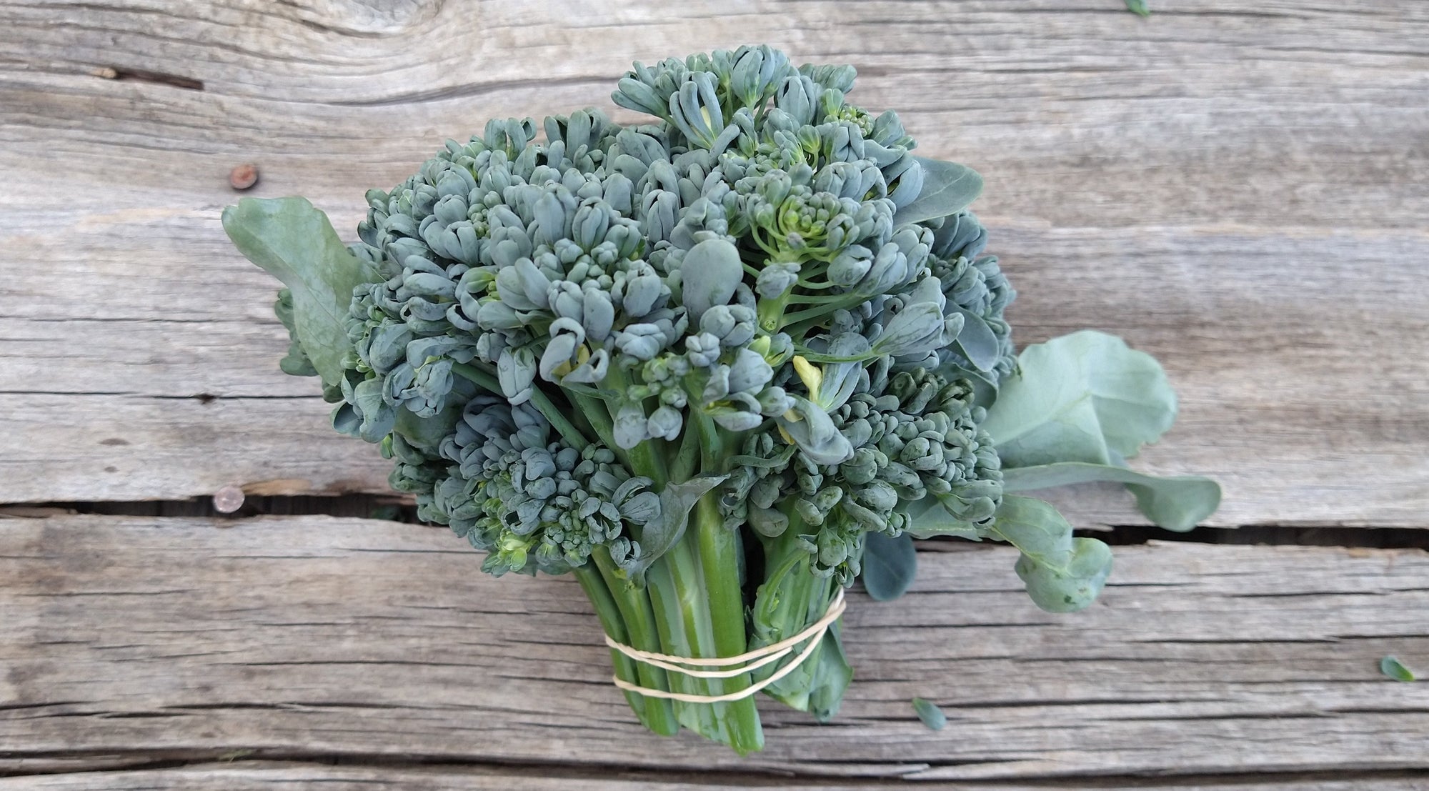 Zach's Broccolini (/bunch)