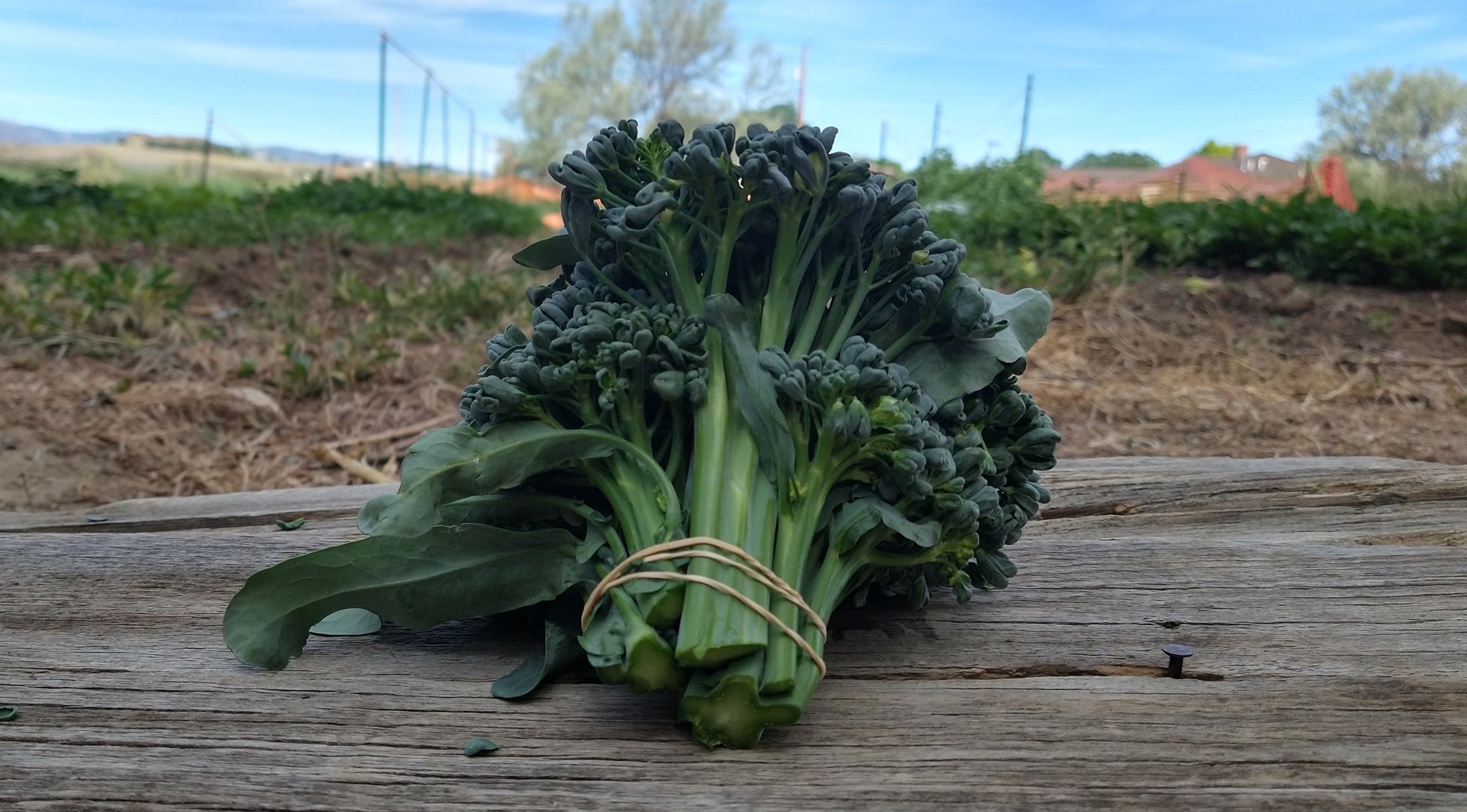 Zach's Broccolini (/bunch)