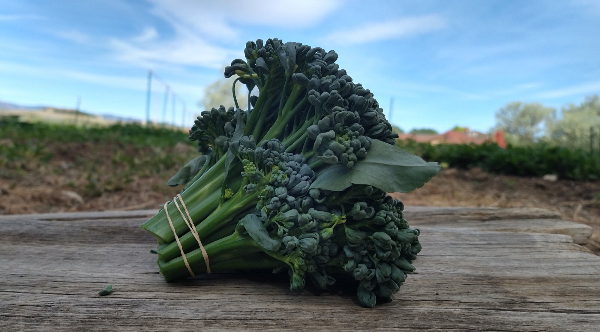 Zach's Broccolini (/bunch)