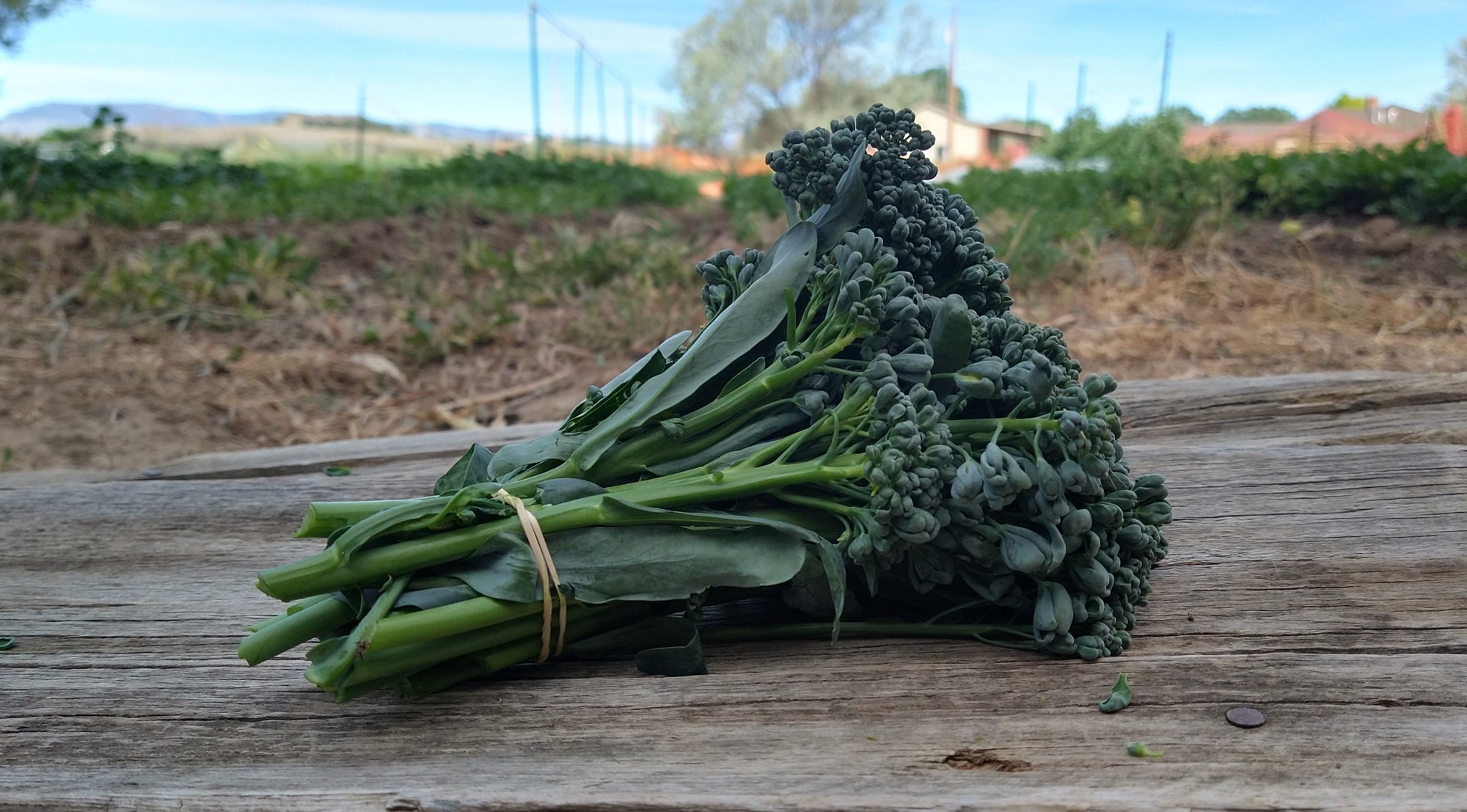 Zach's Broccolini (/bunch)