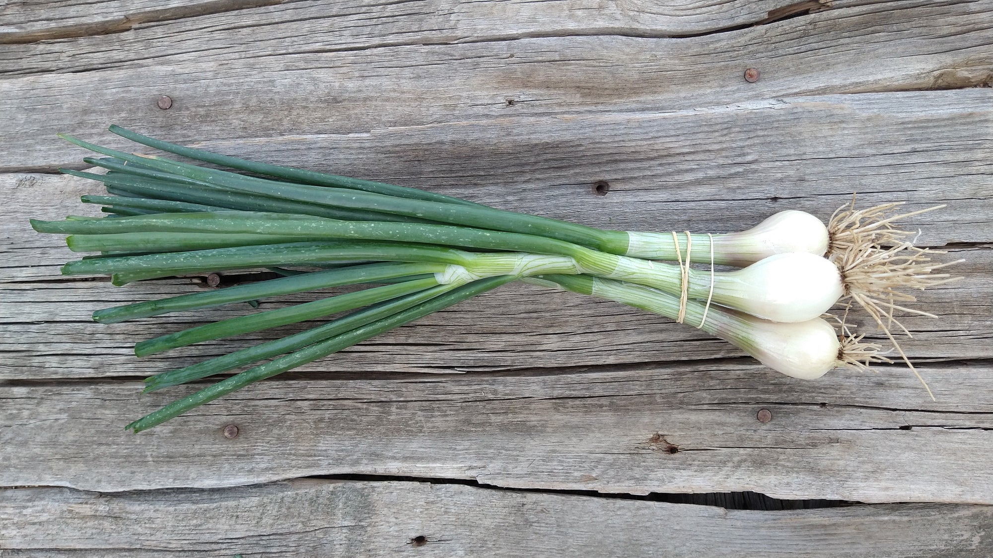 Zach's Shallots (/pint)