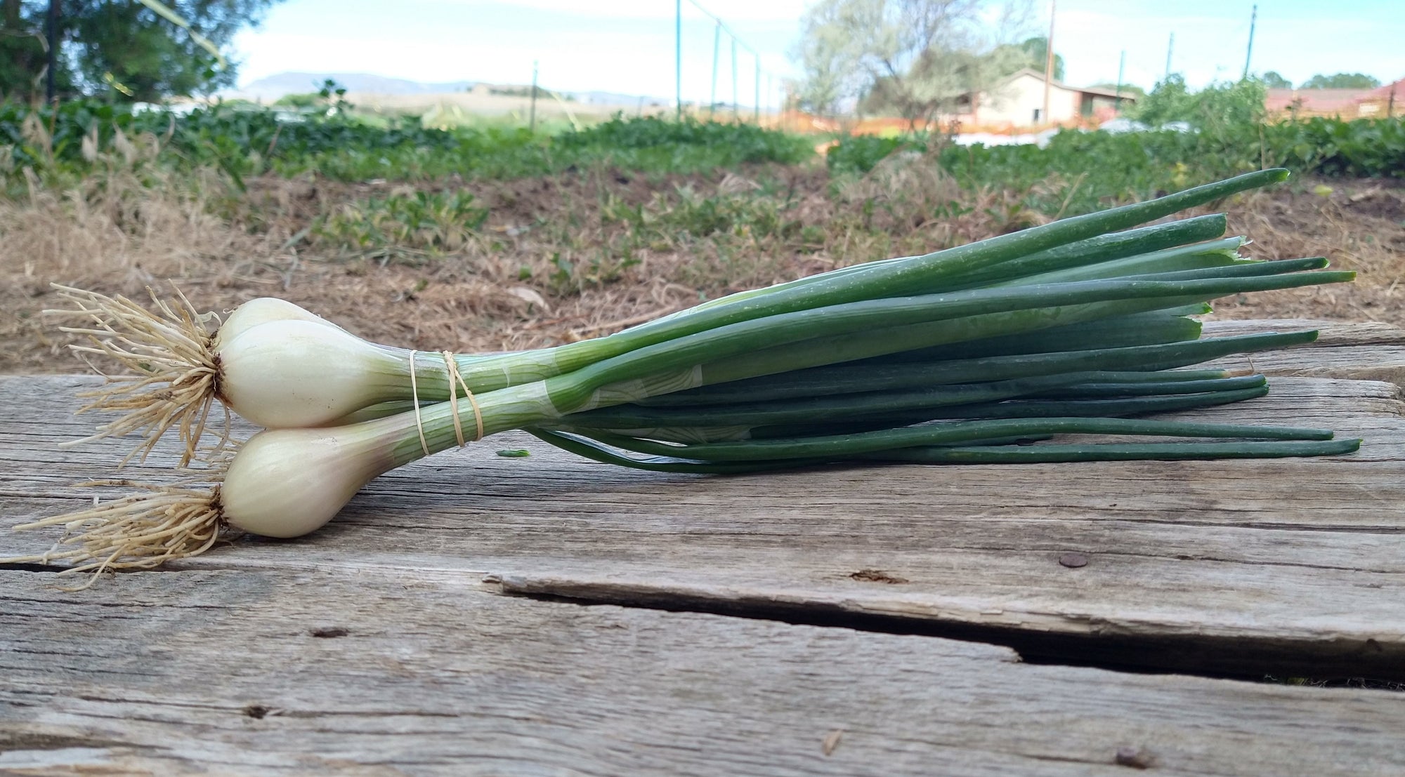 Zach's Shallots (/pint)
