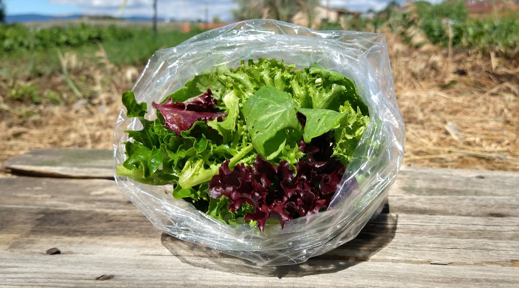 Zach's Salad Mix (/8oz or 16oz)