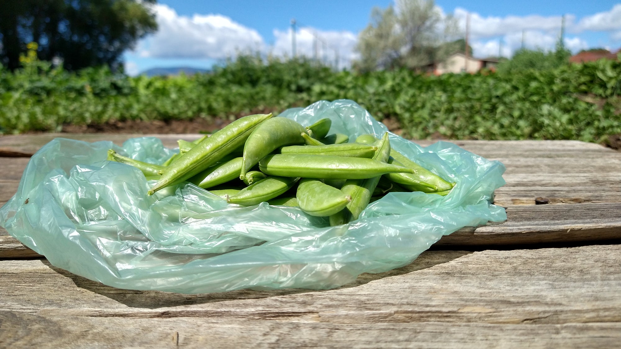 Zach's Snap Peas (/pint)