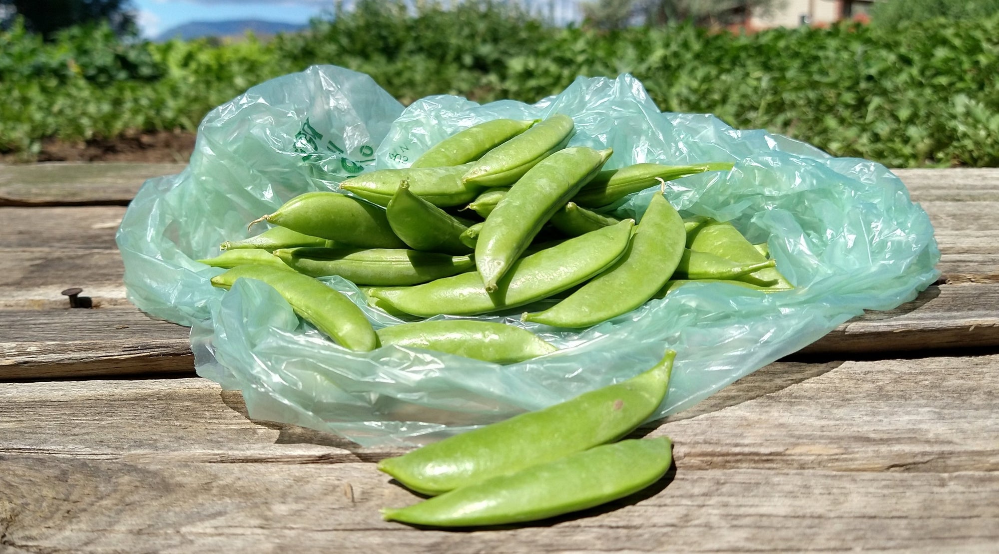 Zach's Snap Peas (/pint)