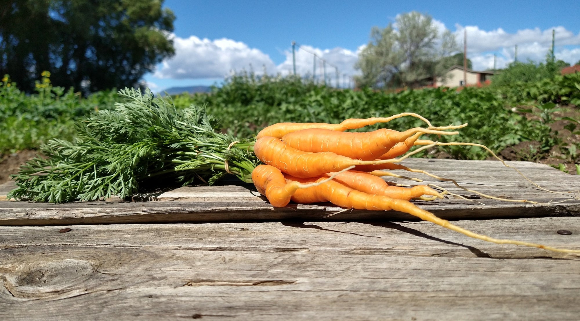 Zach's Carrots (/bunch)