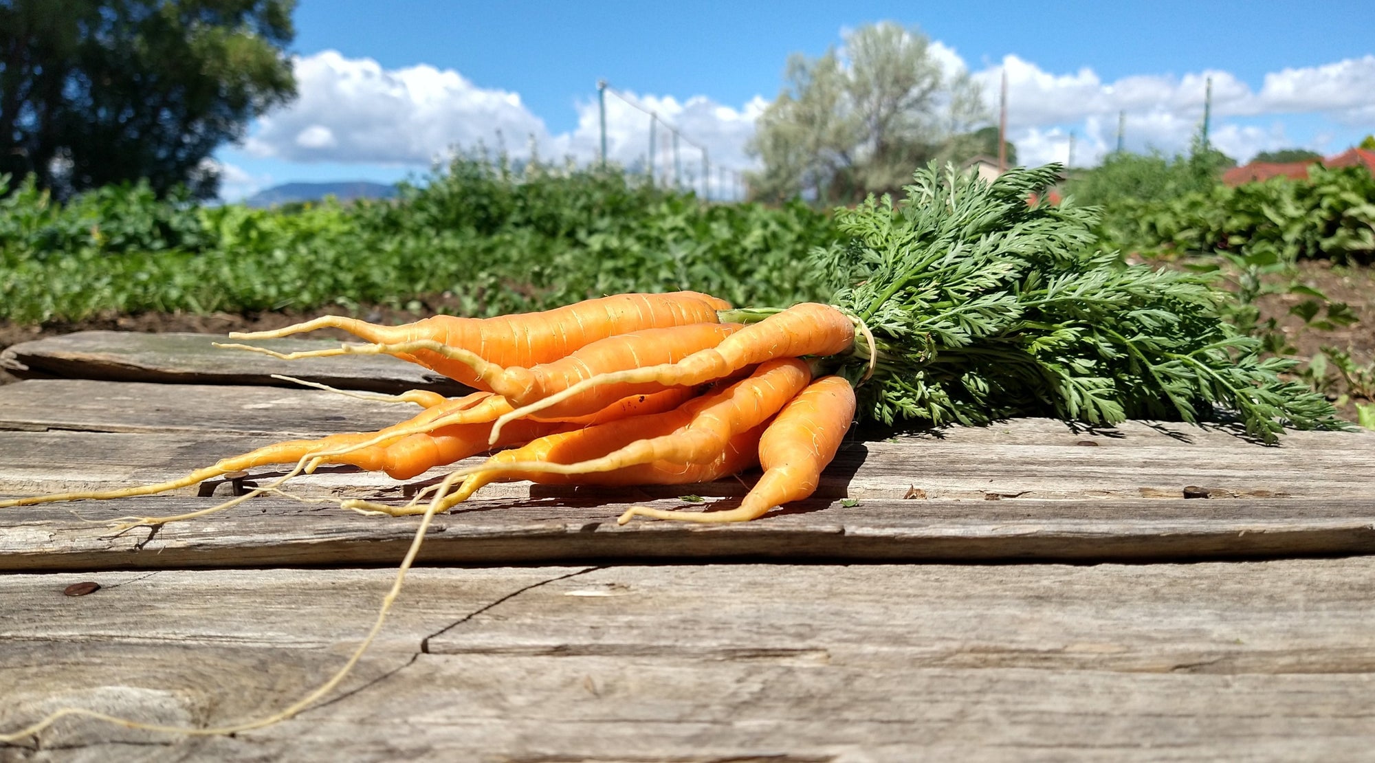 Zach's Carrots (/bunch)