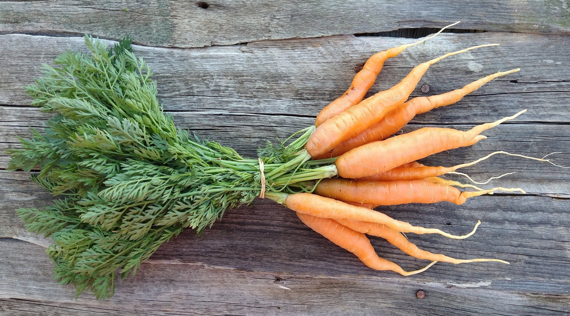Zach's Carrots (/bunch)