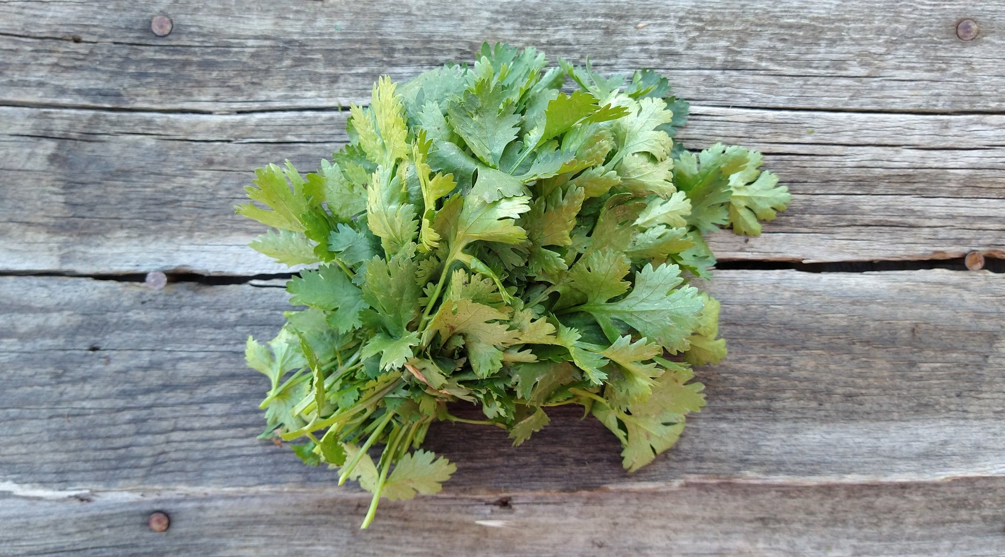 Zach's Cilantro (/bunch)