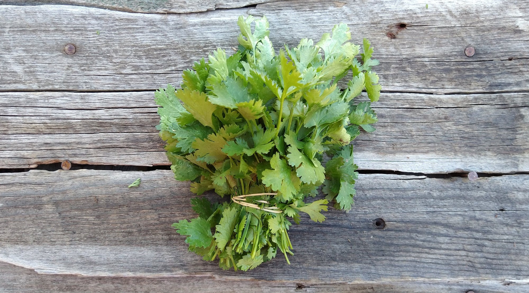Zach's Cilantro (/bunch)