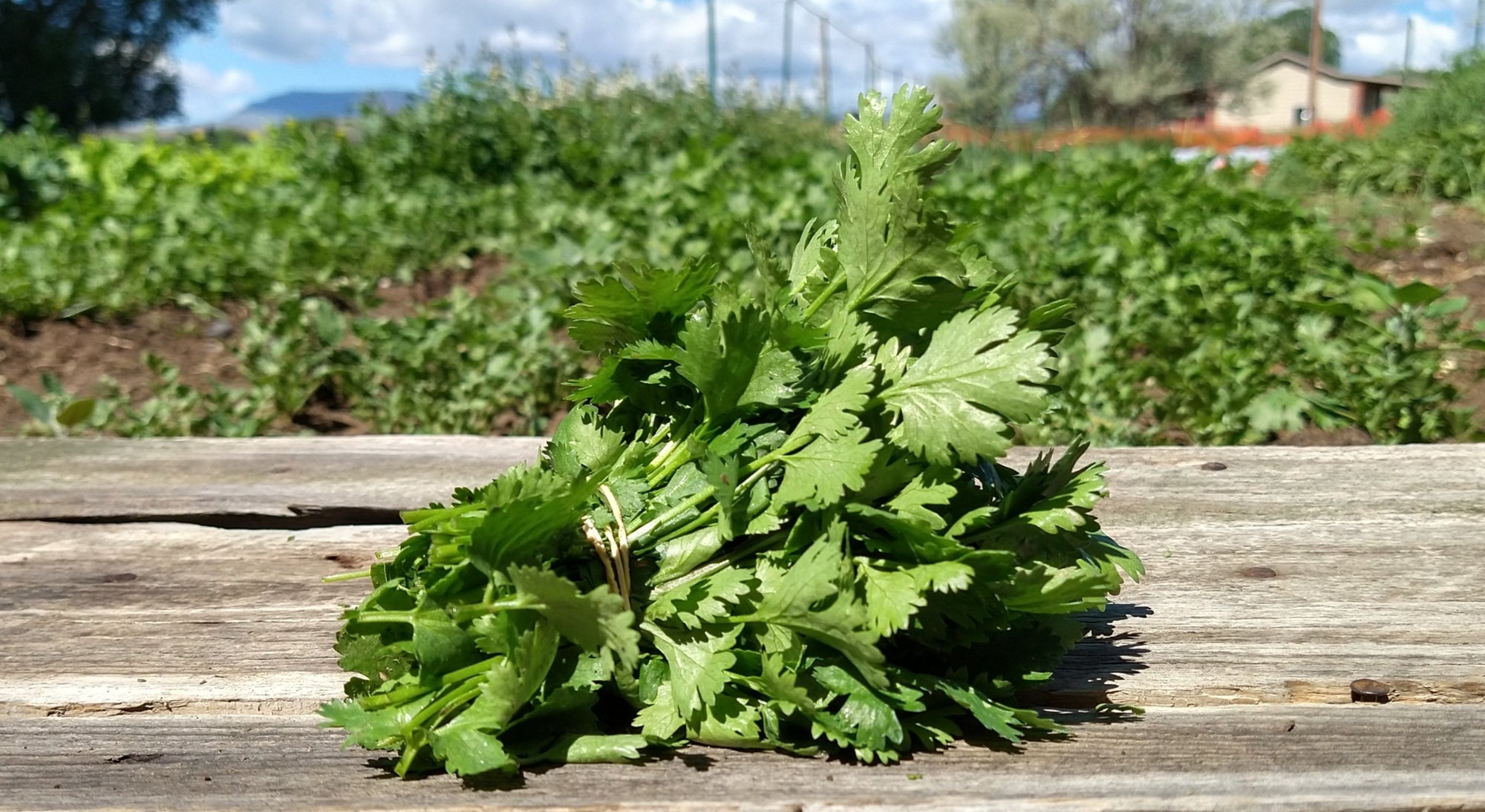 Zach's Cilantro (/bunch)