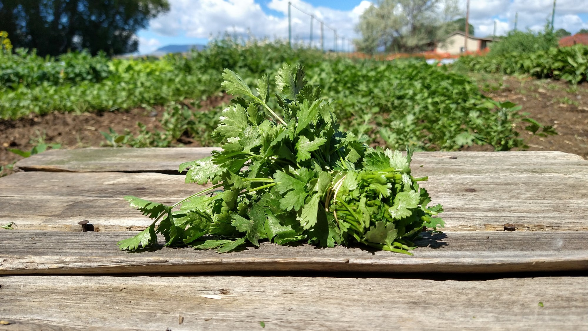 Zach's Cilantro (/bunch)
