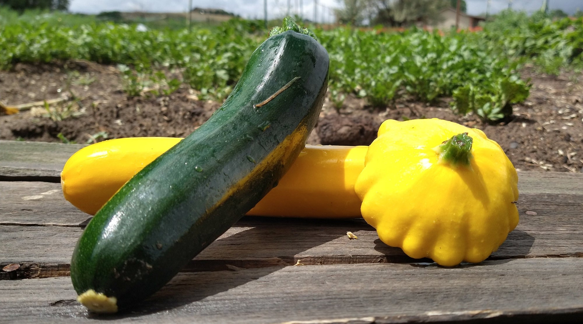 Zach's Summer Squash Mix (/lb)