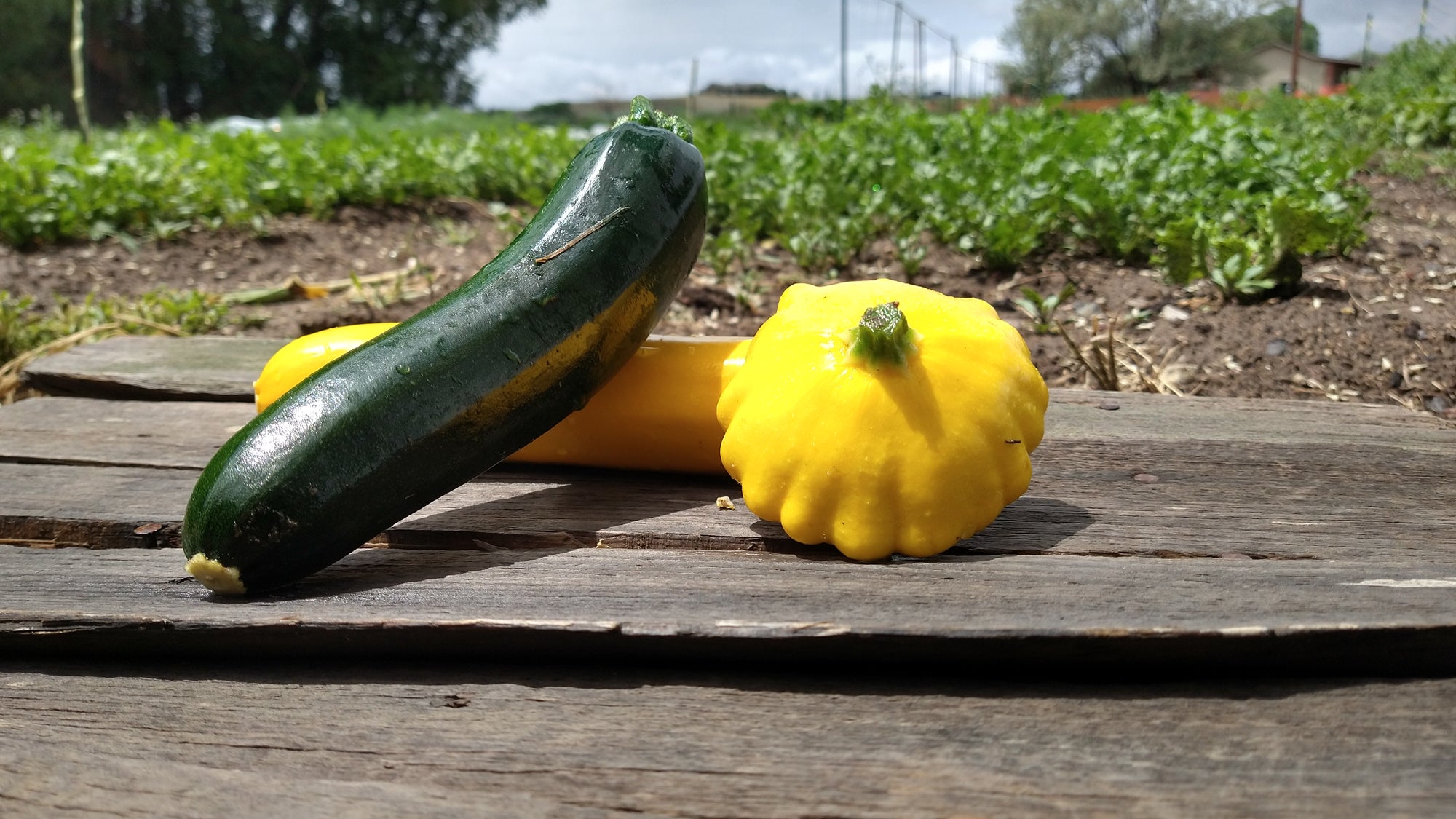 Zach's Summer Squash Mix (/lb)
