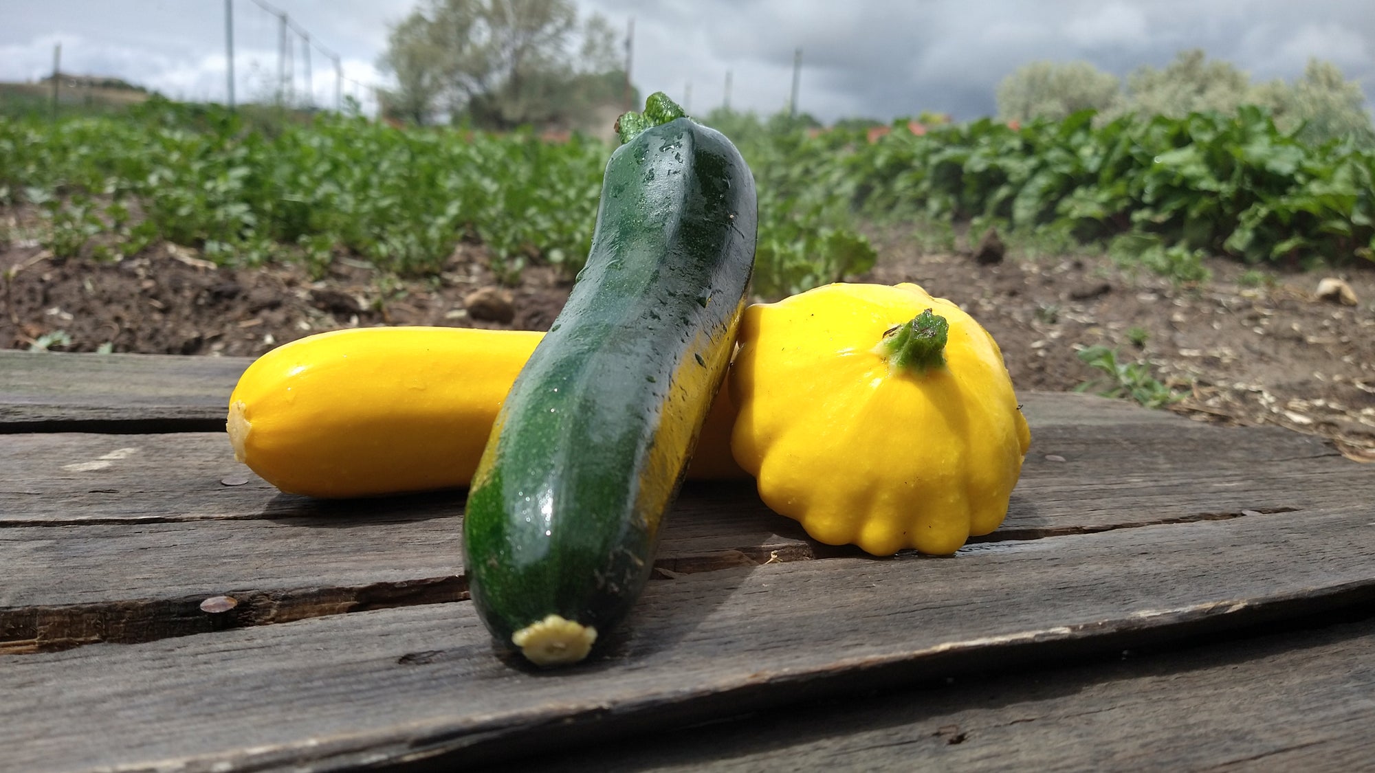 Zach's Summer Squash Mix (/lb)