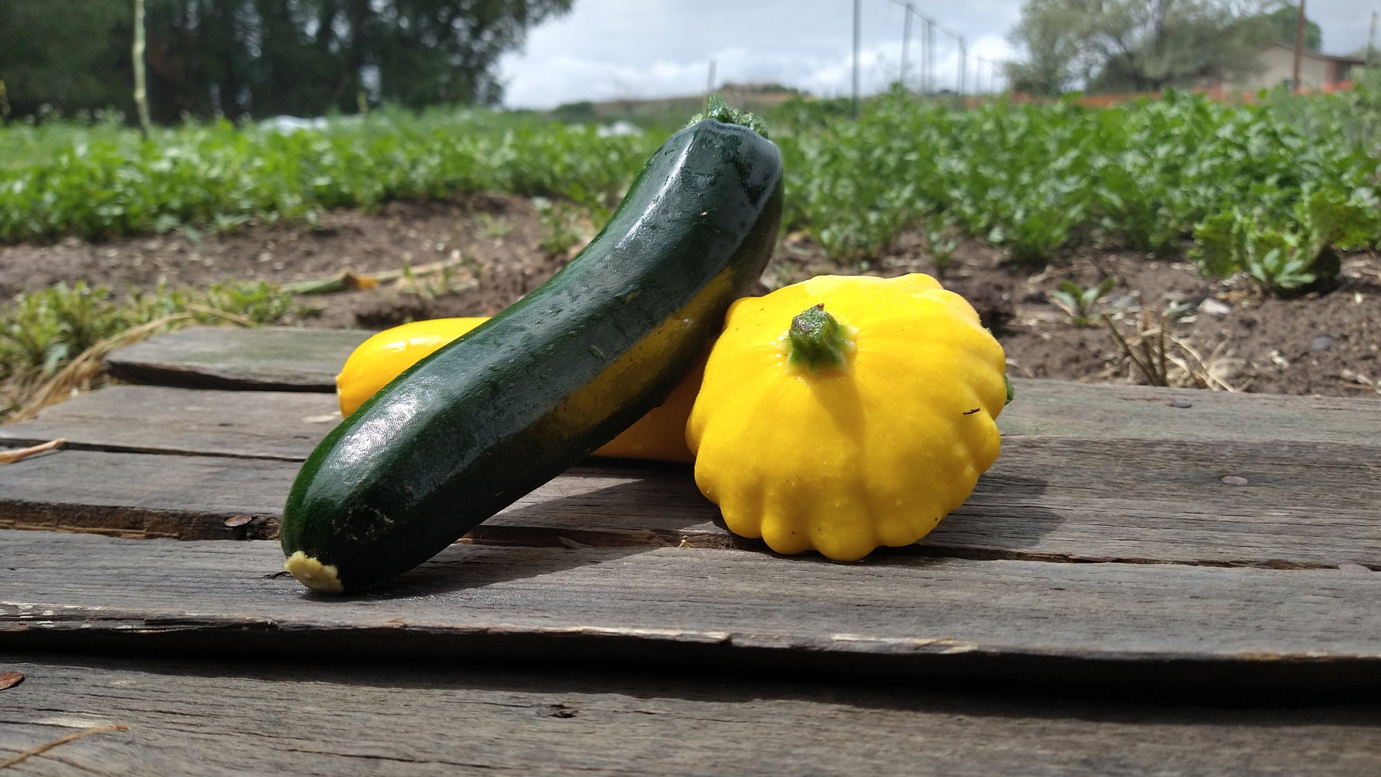 Zach's Summer Squash Mix (/lb)