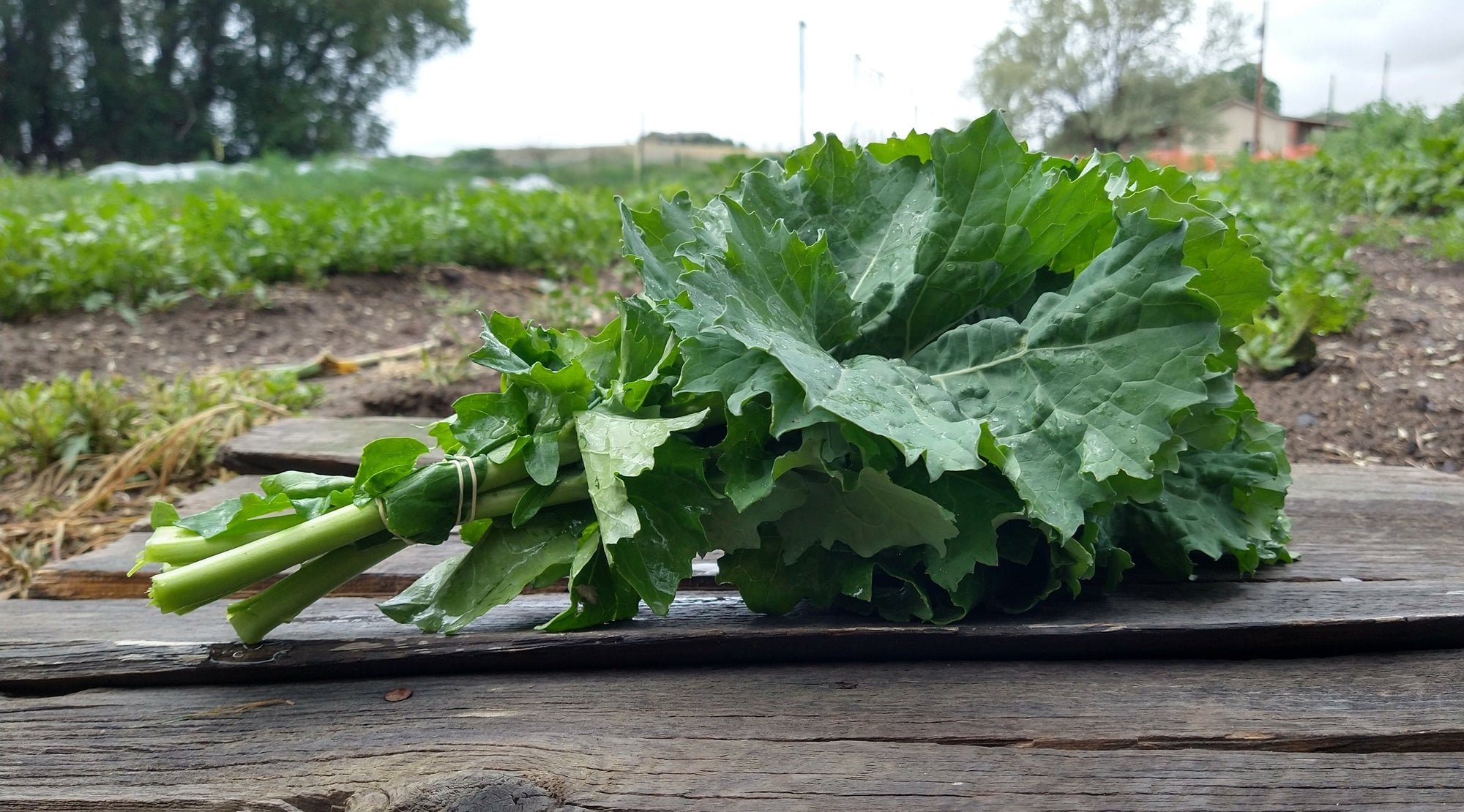 Zach's Kale (/bunch)