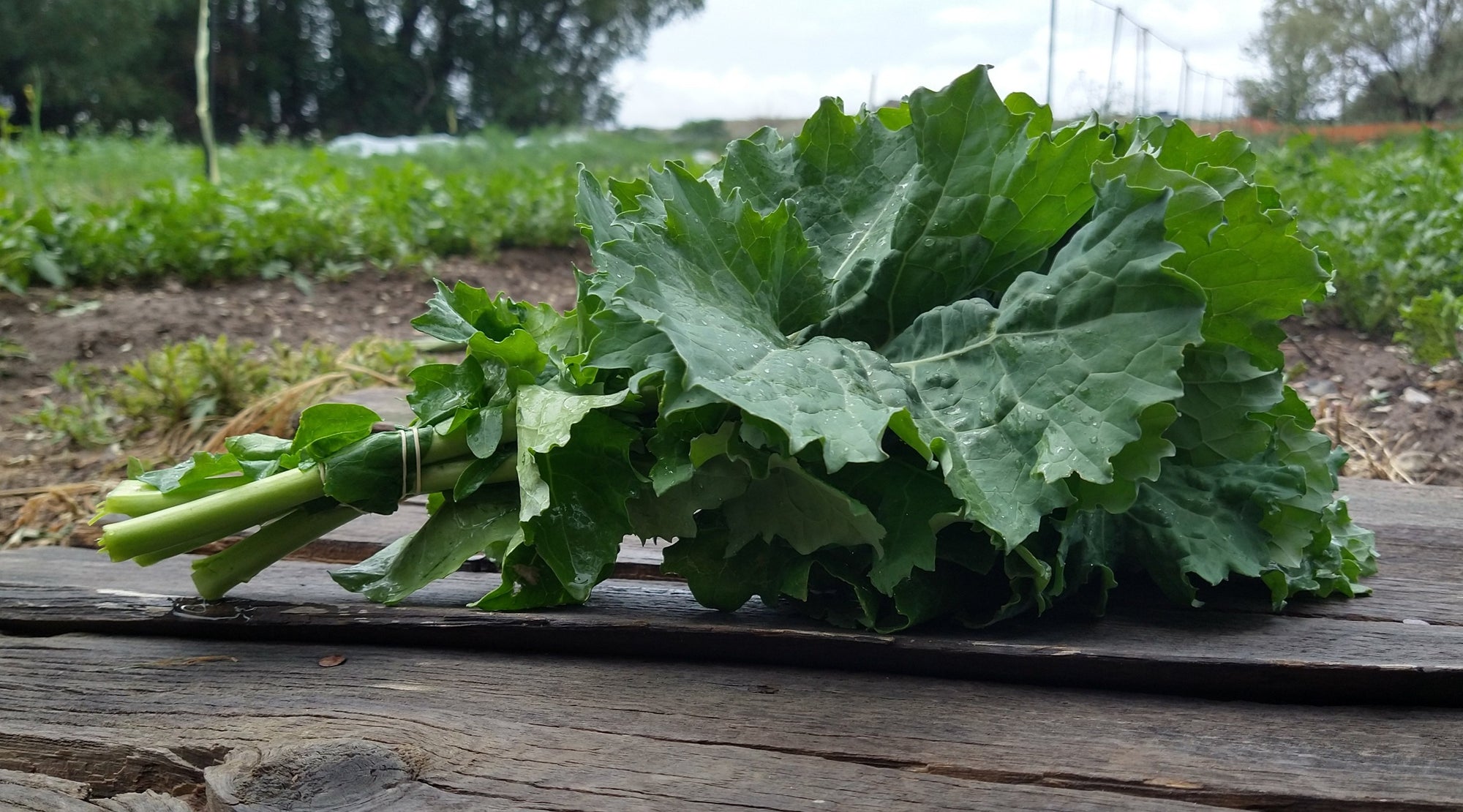 Zach's Kale (/bunch)