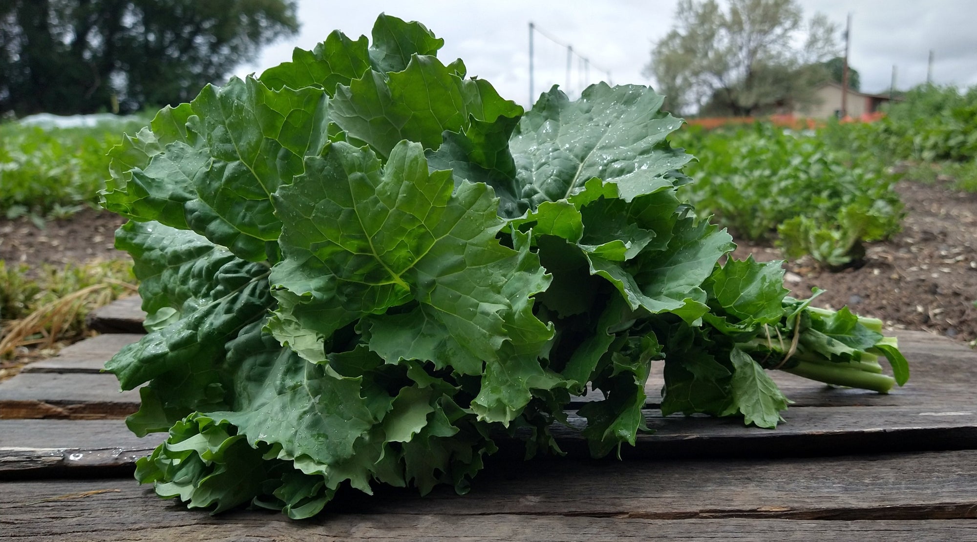 Zach's Kale (/bunch)
