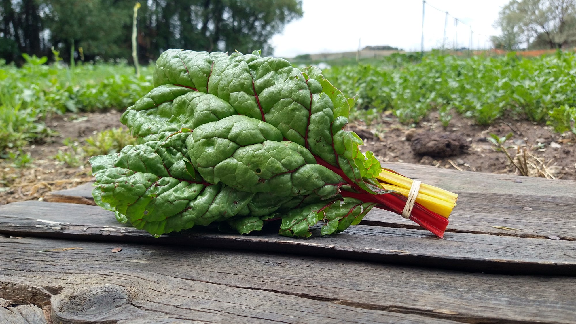 Zach's Swiss Chard (/bunch)