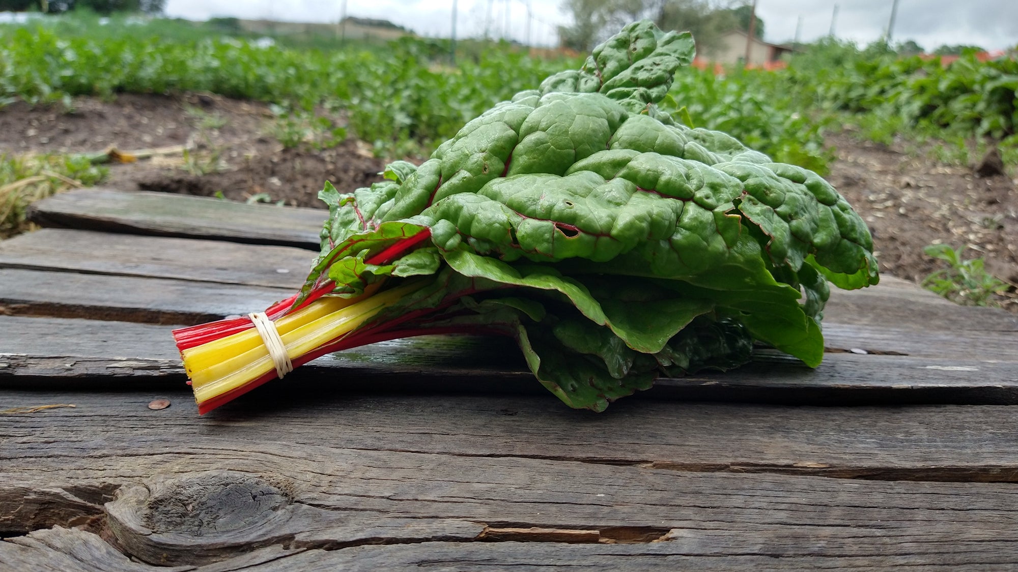 Zach's Swiss Chard (/bunch)