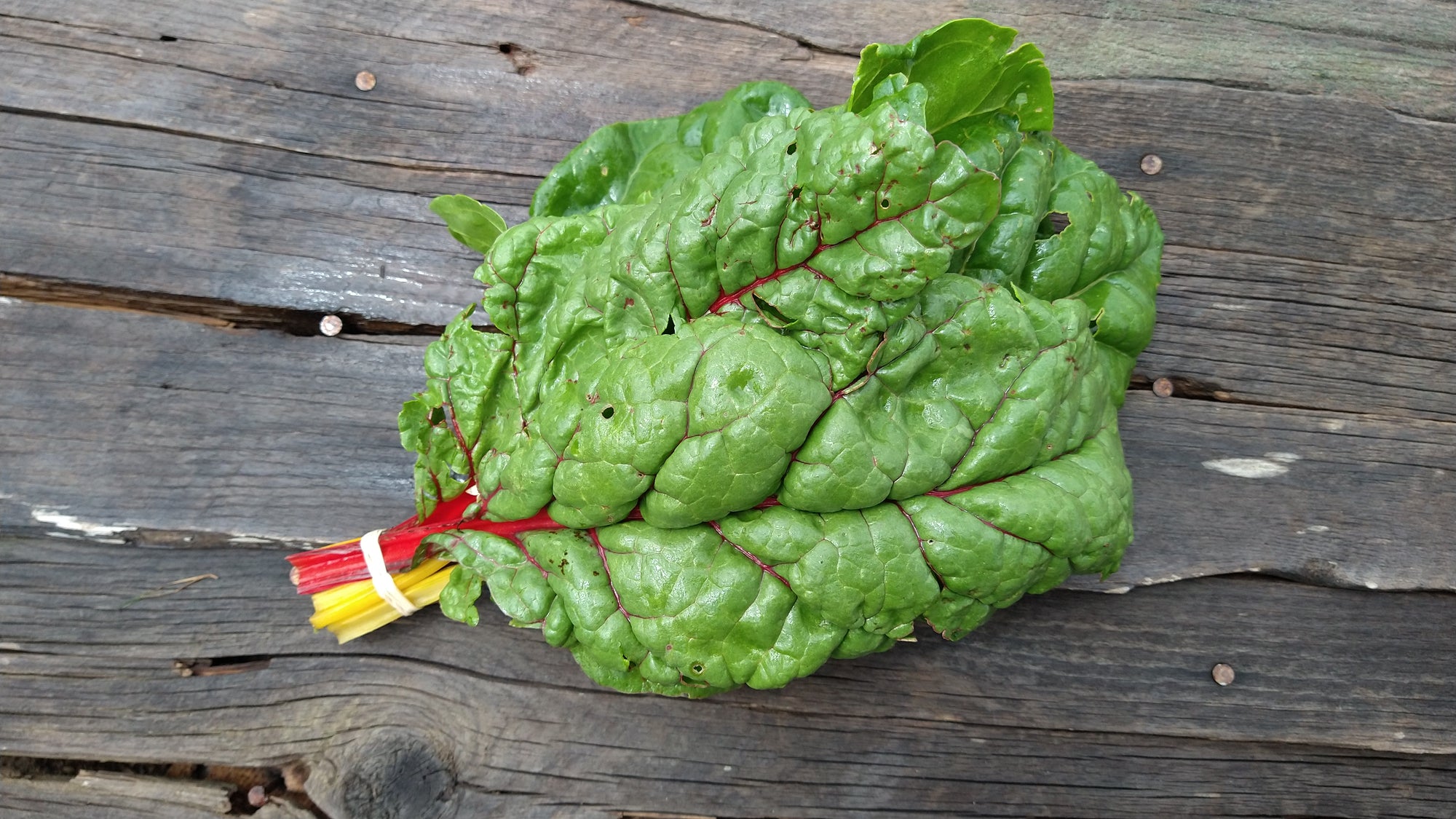 Zach's Swiss Chard (/bunch)