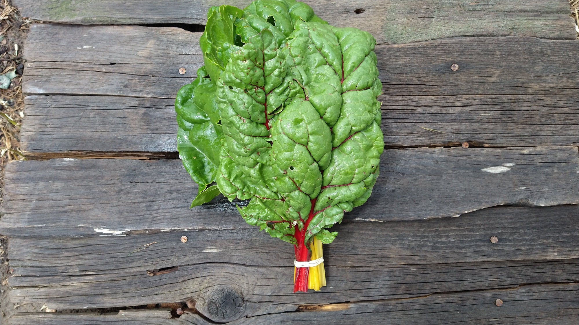 Zach's Swiss Chard (/bunch)