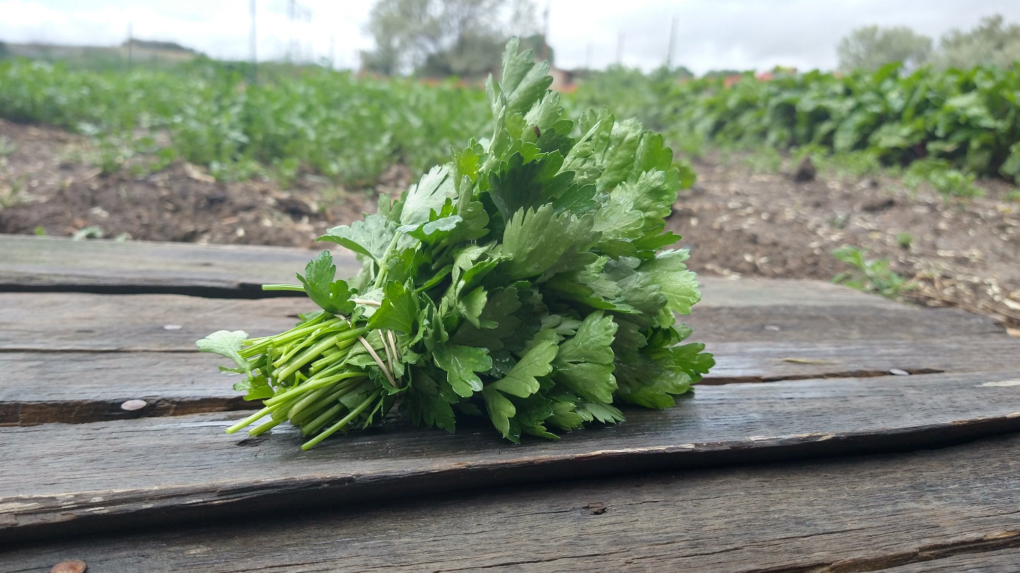 Zach's Parsley (/bunch)