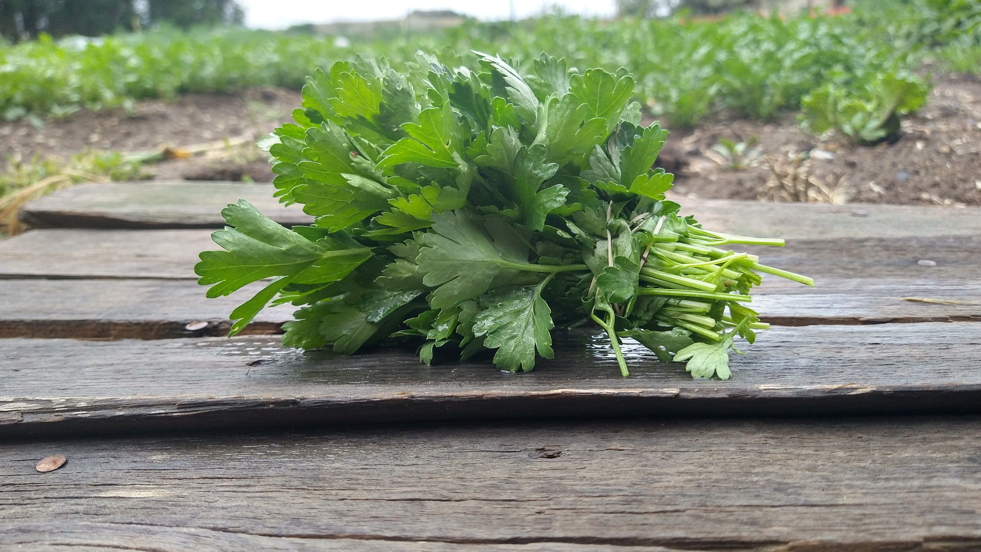 Zach's Parsley (/bunch)