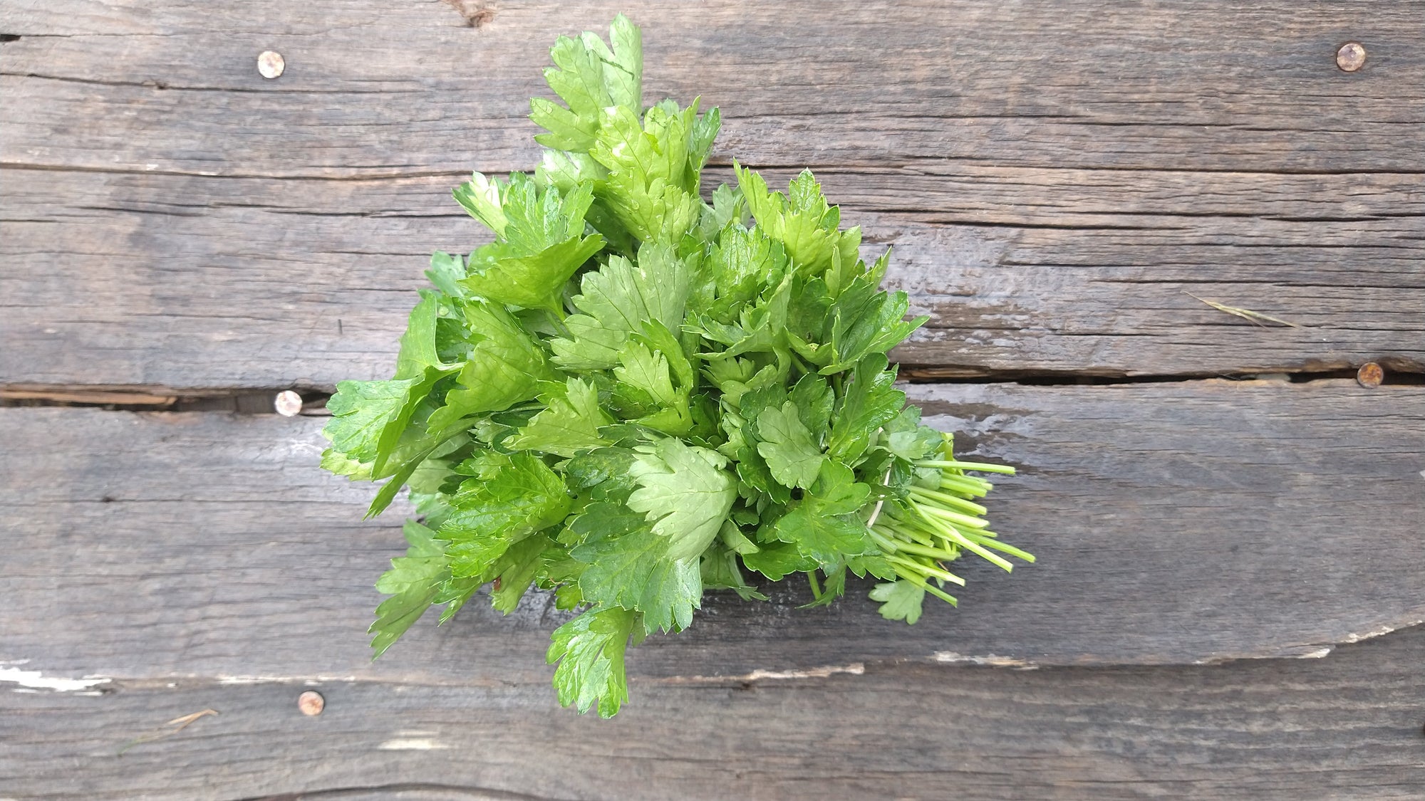 Zach's Parsley (/bunch)