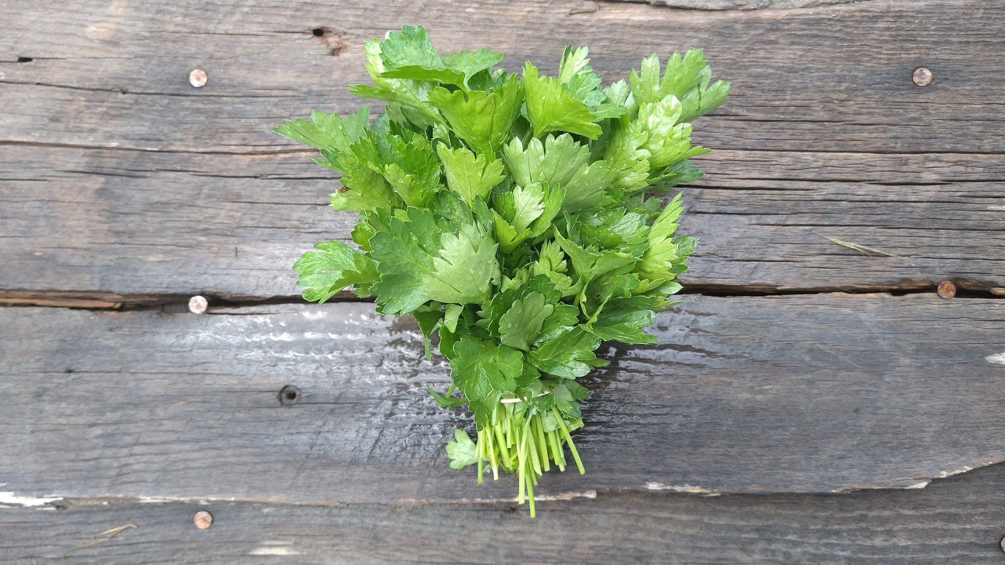 Zach's Parsley (/bunch)