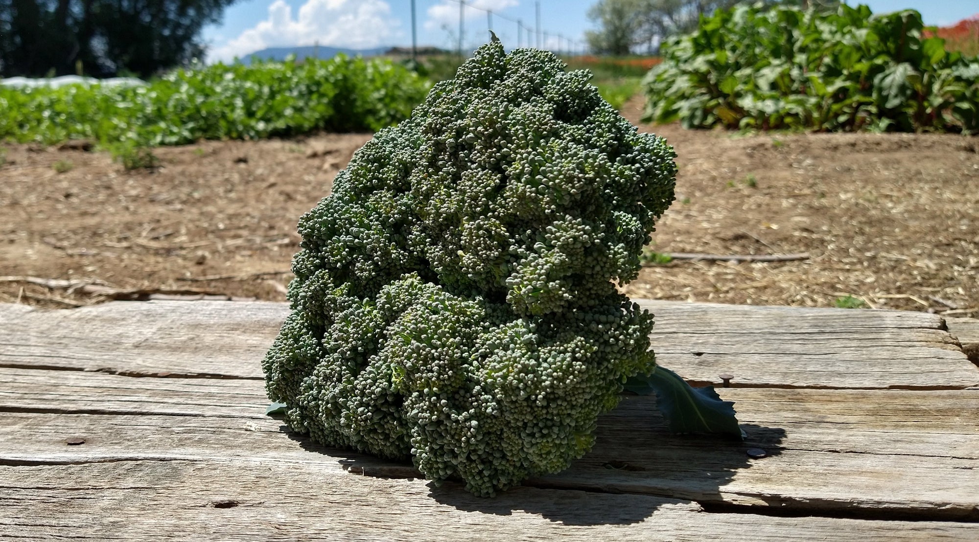 Zach's Broccoli (/lb)