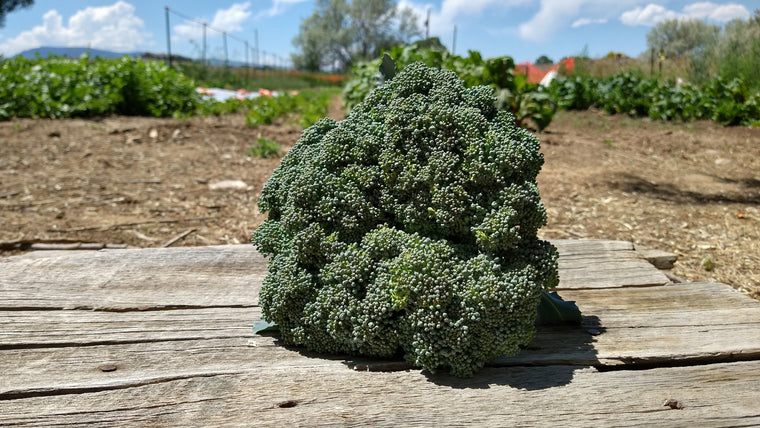 Zach's Broccoli (/lb)