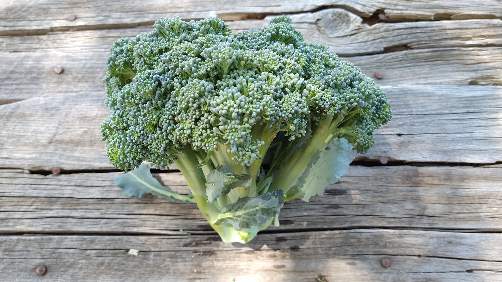 Zach's Broccoli (/lb)