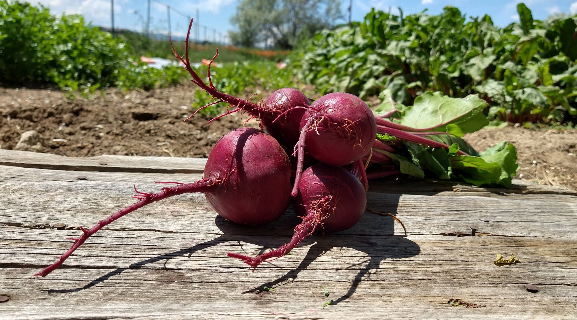 Zach's Beets (/bunch)
