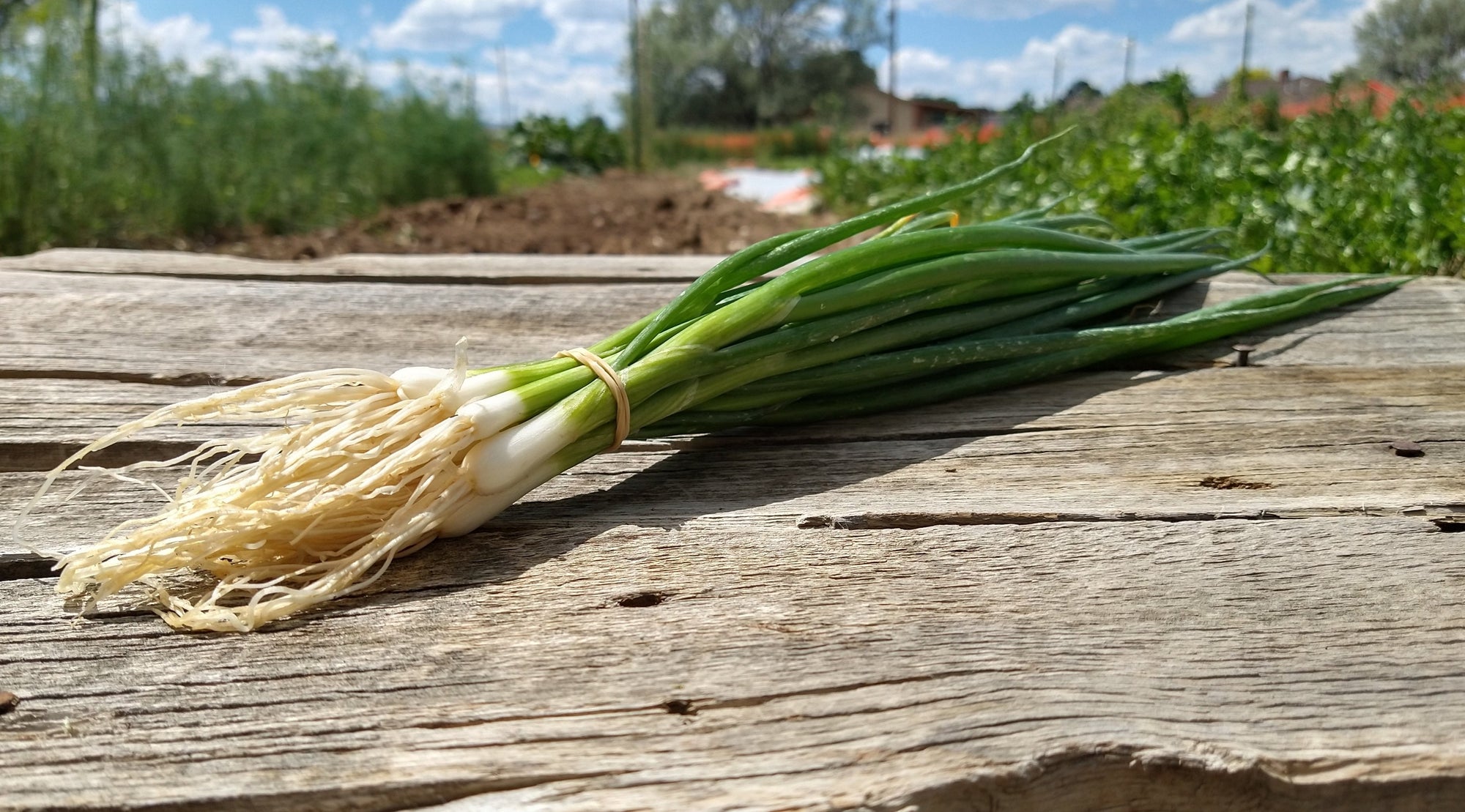 Zach's Green Onions (/bunch)
