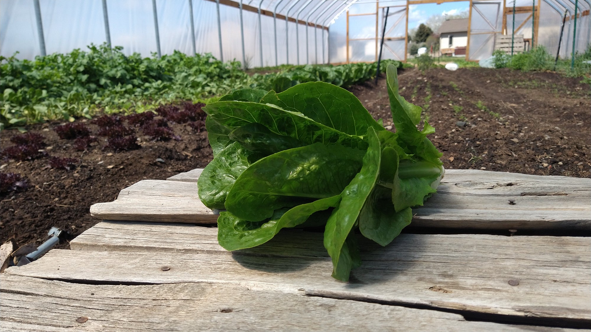 Zach's Lettuce: Romaine (/head)