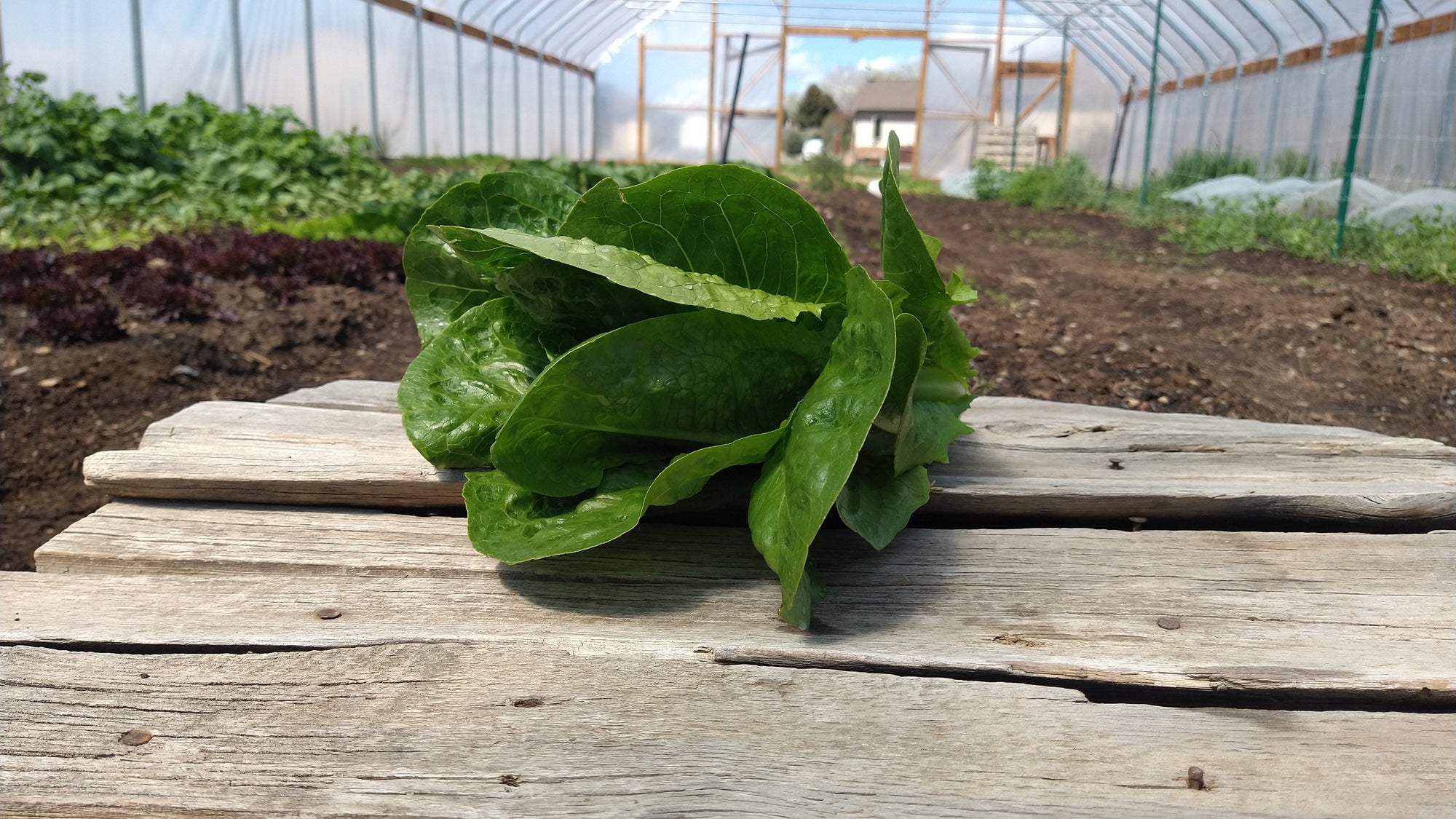 Zach's Lettuce: Romaine (/head)
